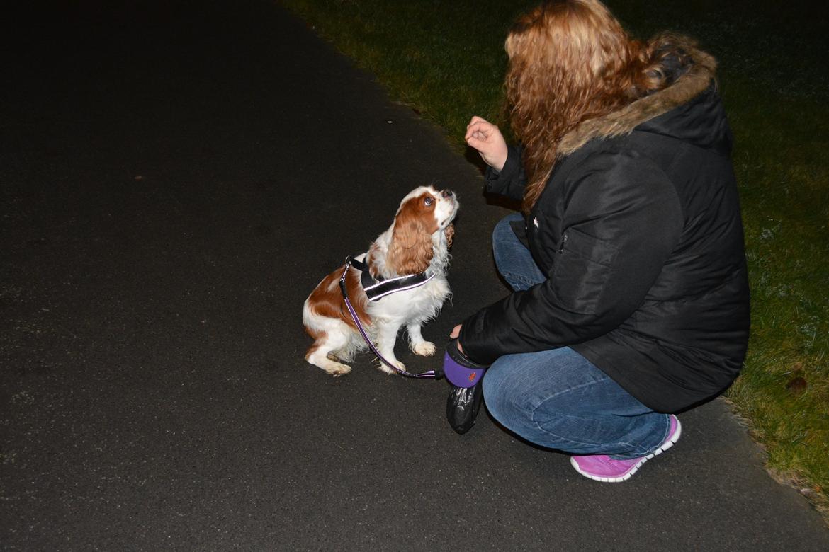 Cavalier king charles spaniel Cocio 2006-2016 billede 14