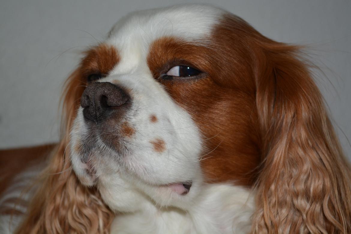 Cavalier king charles spaniel Cocio 2006-2016 billede 6