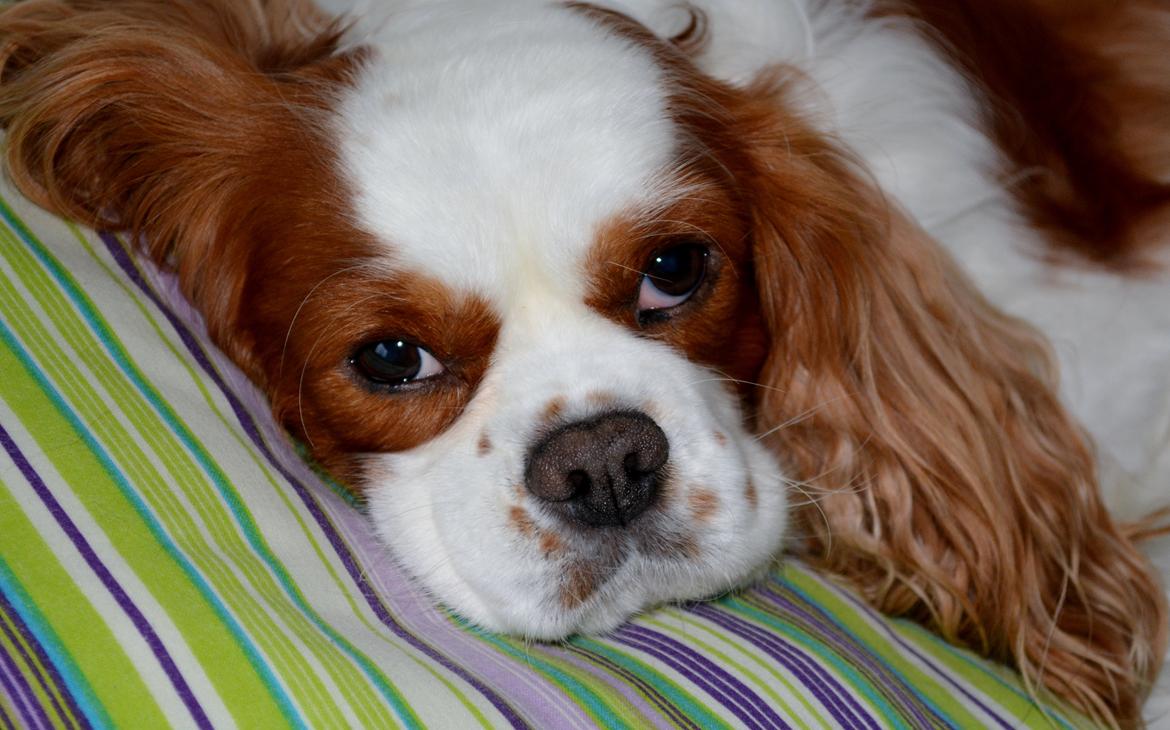 Cavalier king charles spaniel Cocio 2006-2016 billede 5