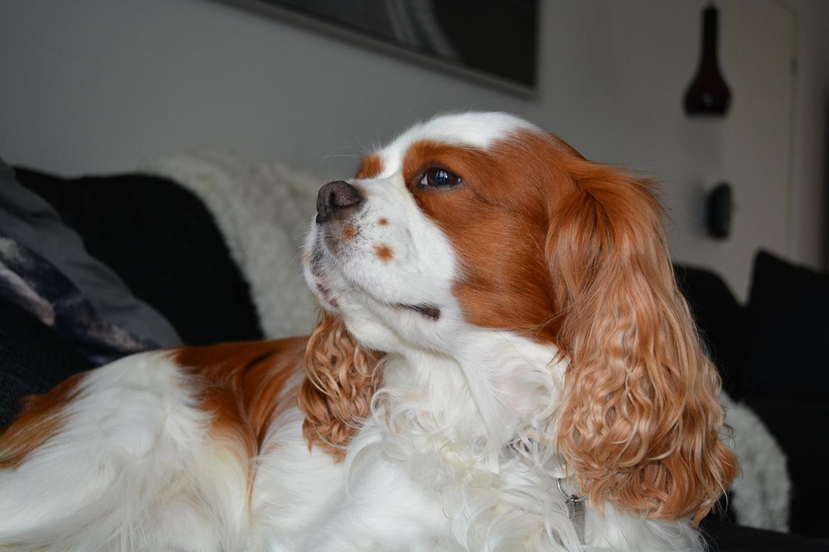 Cavalier king charles spaniel Cocio 2006-2016 billede 1