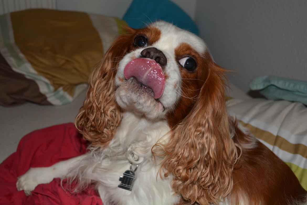 Cavalier king charles spaniel Cocio 2006-2016 billede 7