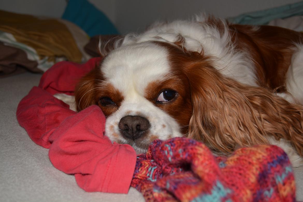 Cavalier king charles spaniel Cocio 2006-2016 billede 9