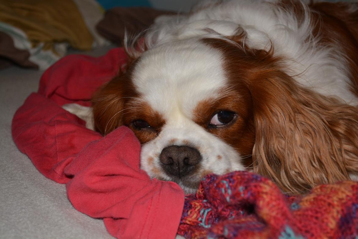 Cavalier king charles spaniel Cocio 2006-2016 billede 11