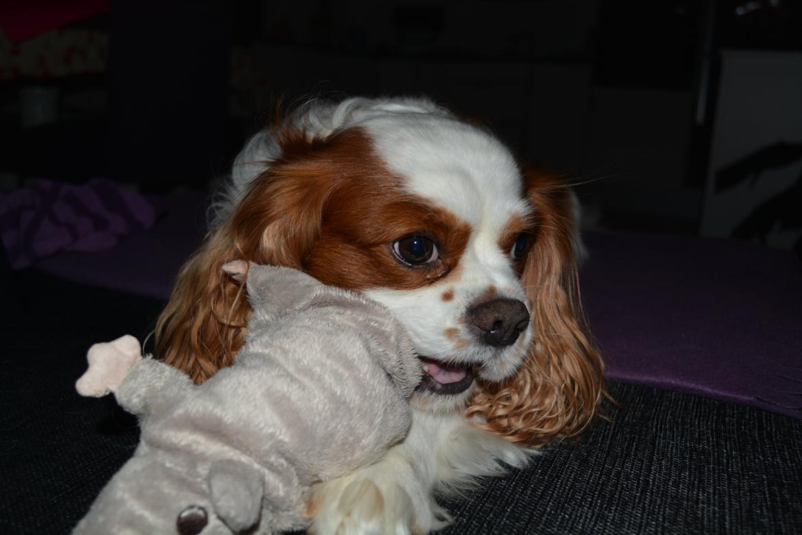 Cavalier king charles spaniel Cocio 2006-2016 billede 10