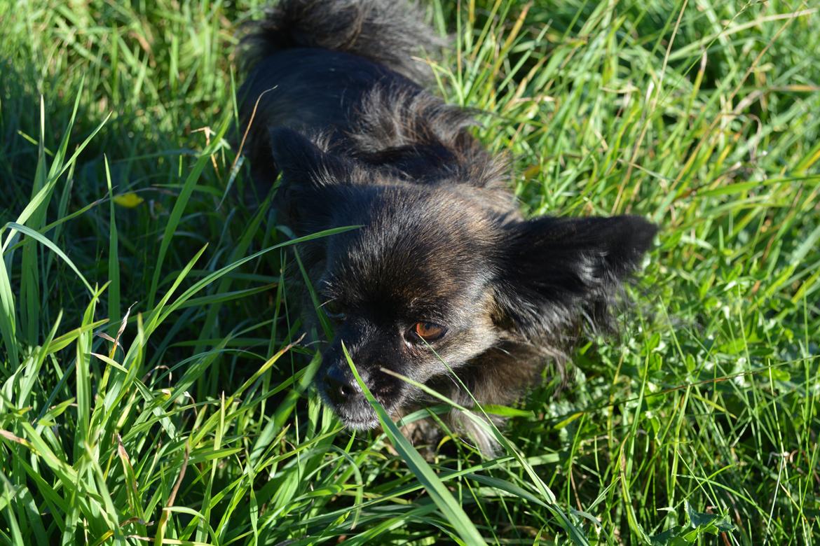 Blanding af racer Luna - 5 år billede 1