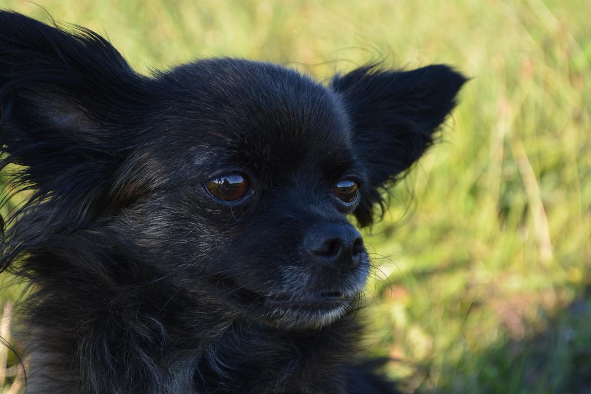 Blanding af racer Luna - 5 år billede 10