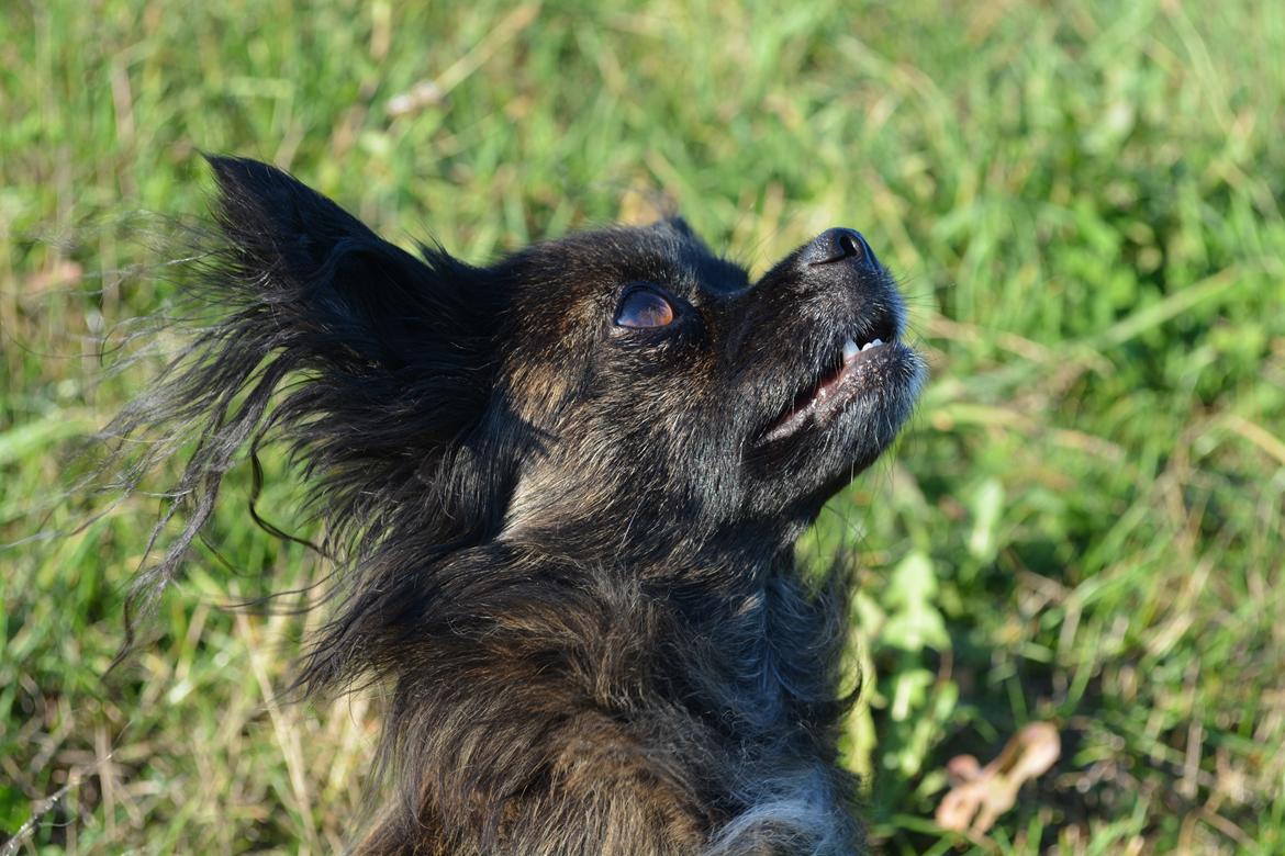 Blanding af racer Luna - 5 år billede 2