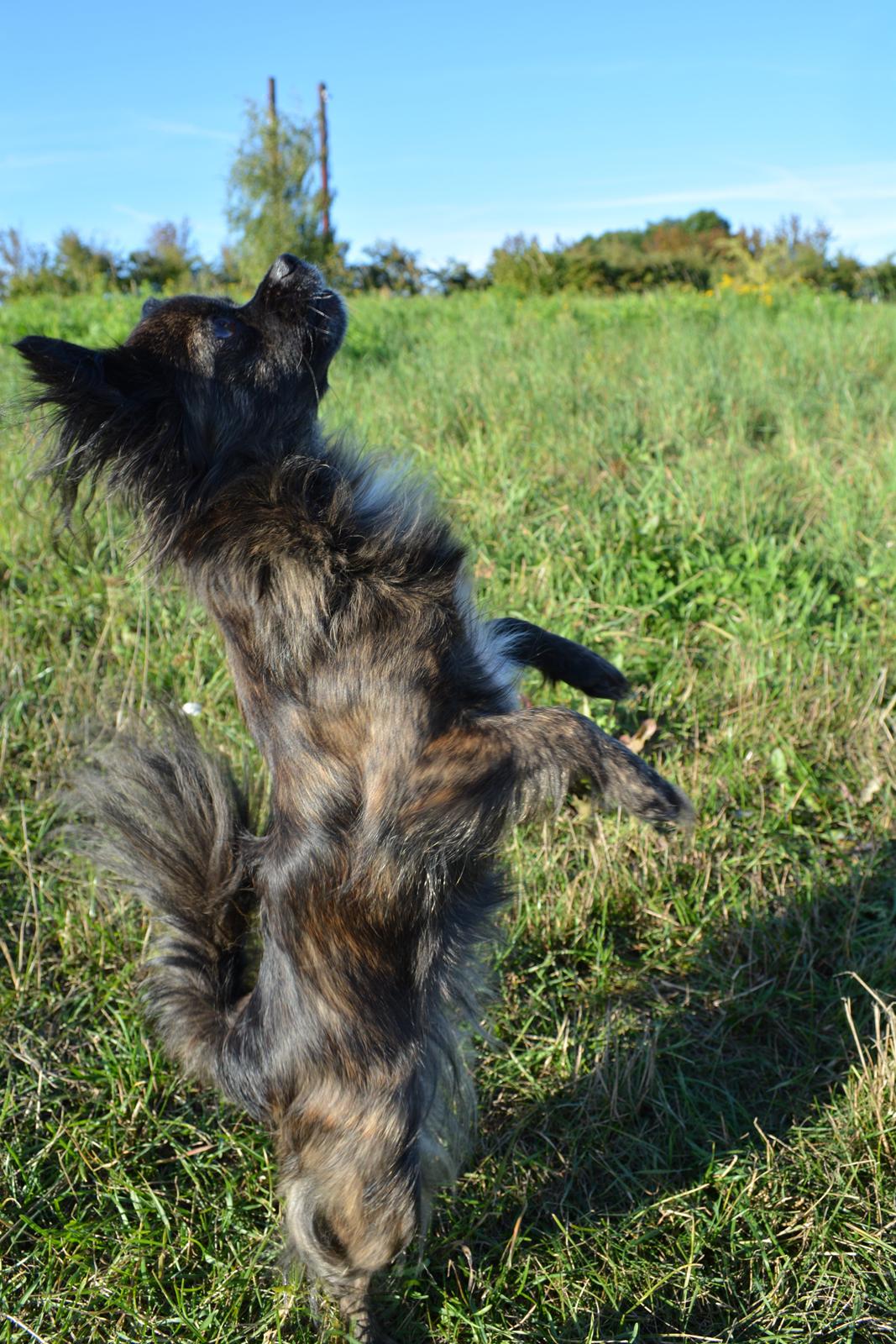 Blanding af racer Luna - 5 år billede 3