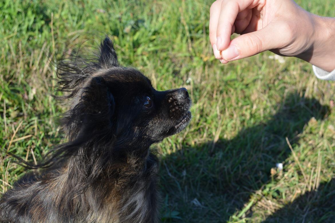Blanding af racer Luna - 5 år billede 4