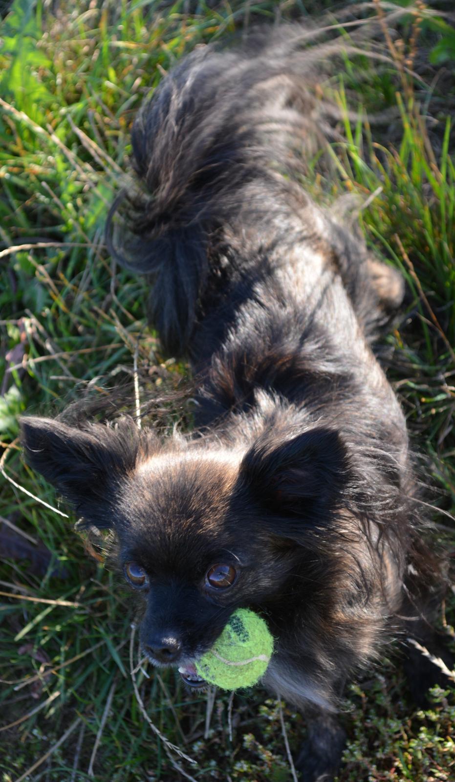 Blanding af racer Luna - 5 år billede 5