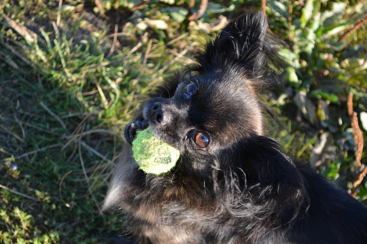 Blanding af racer Luna - 5 år billede 6