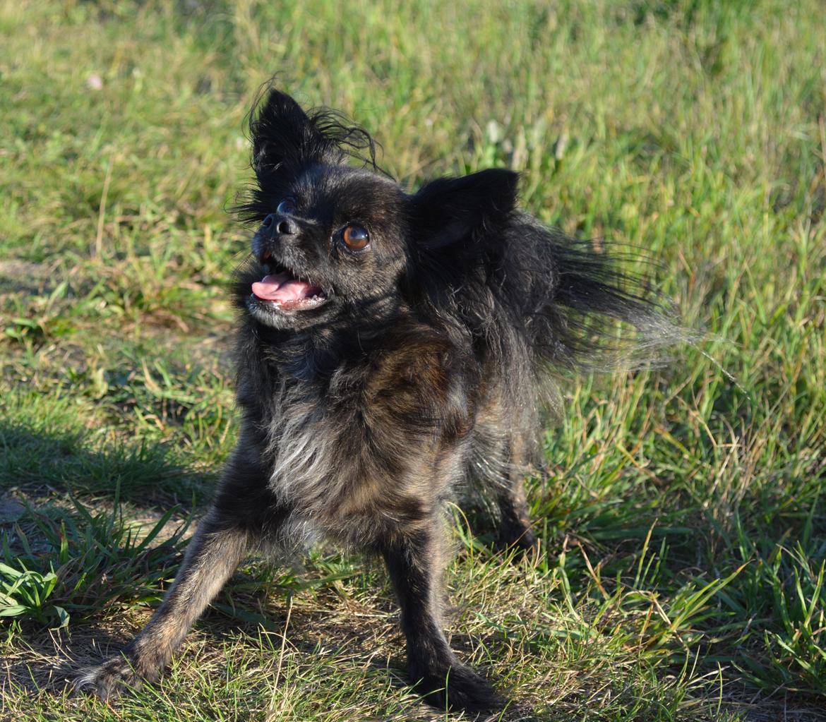 Blanding af racer Luna - 5 år billede 7