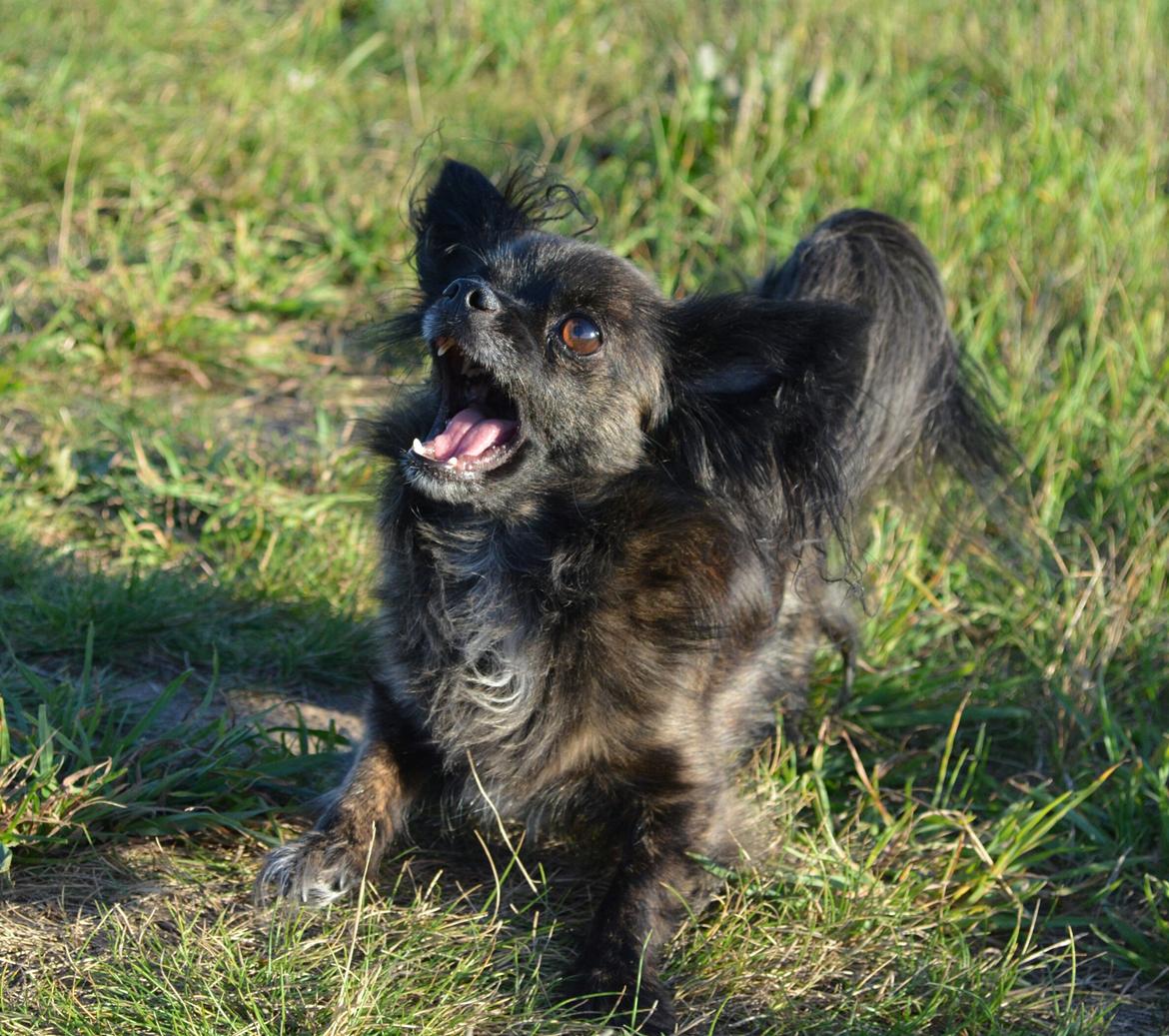 Blanding af racer Luna - 5 år billede 8