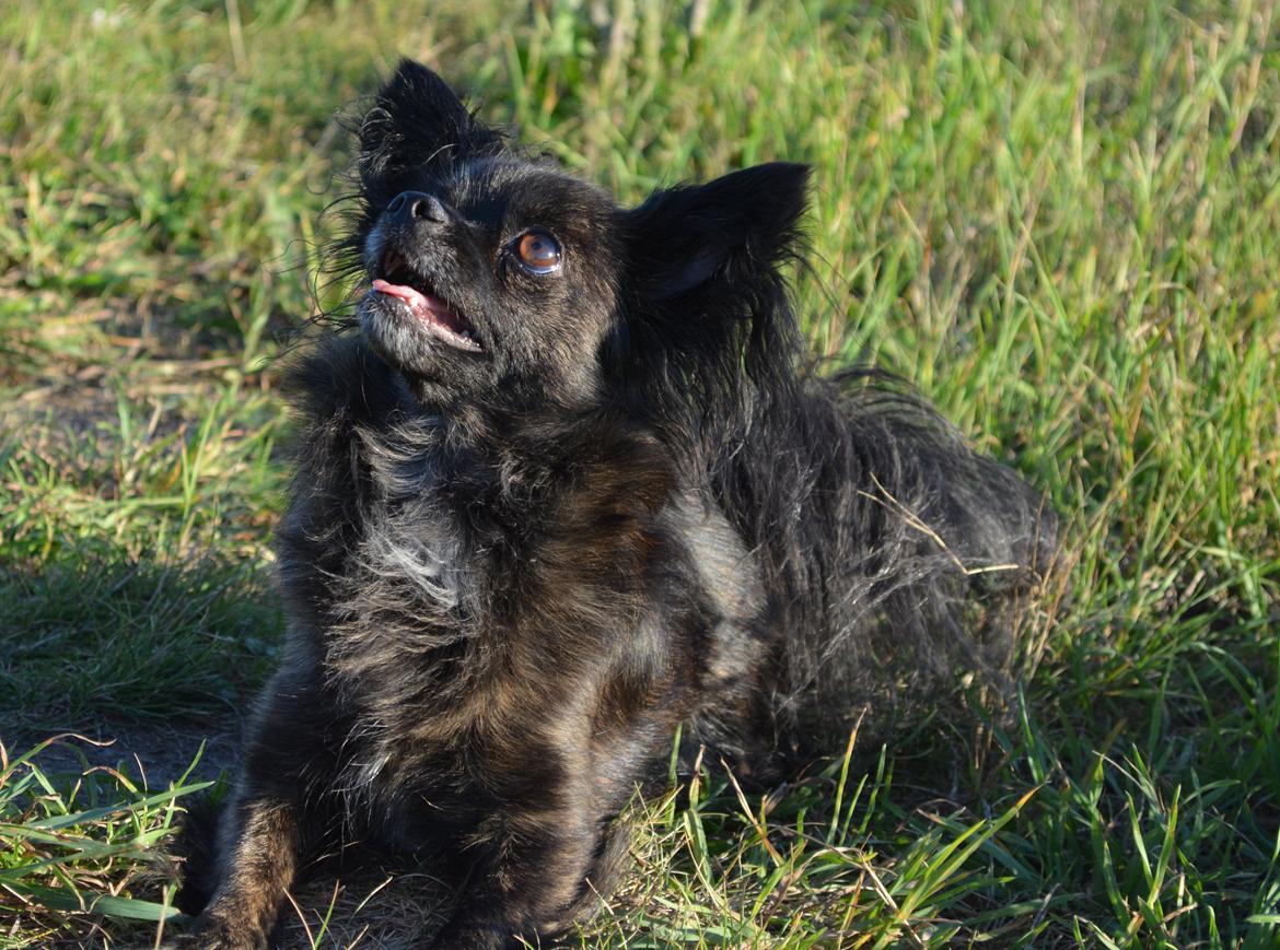 Blanding af racer Luna - 5 år billede 9