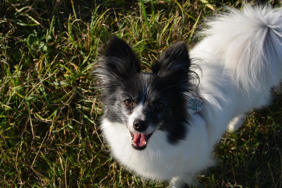 Blanding af racer Olivia - 6 år billede 2