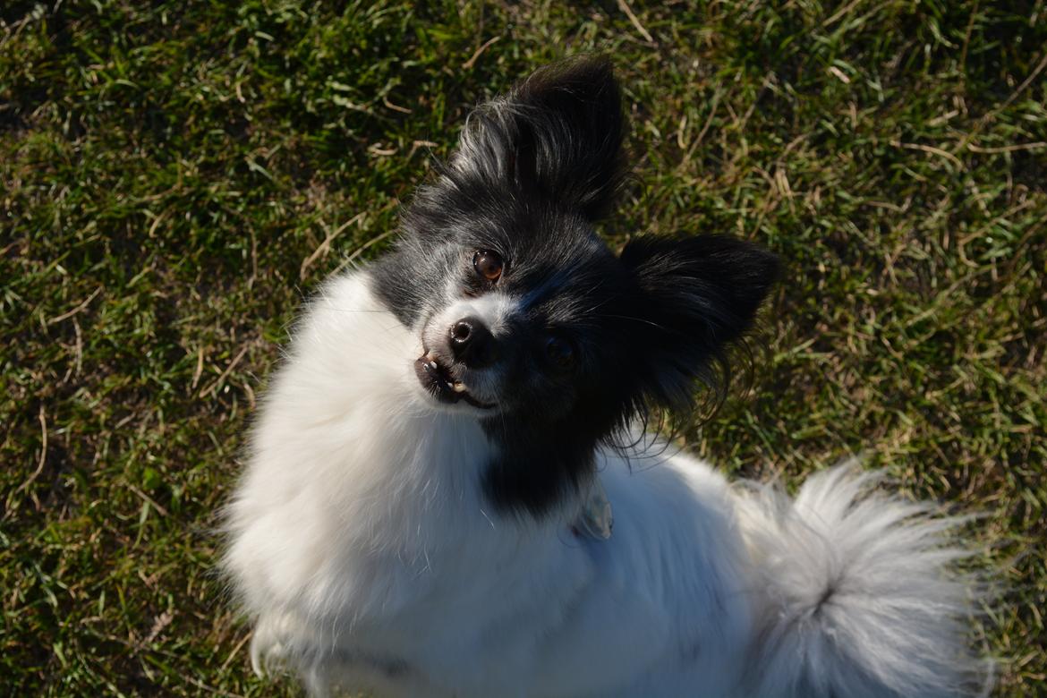 Blanding af racer Olivia - 6 år billede 1