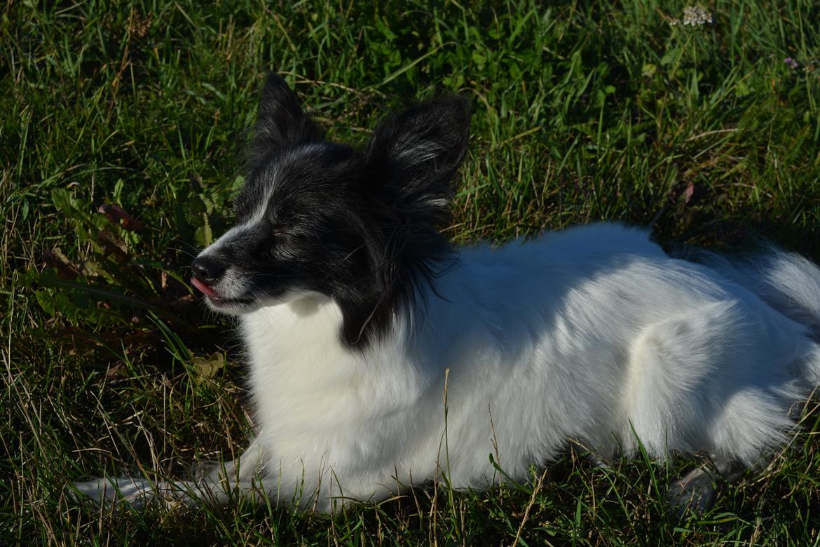 Blanding af racer Olivia - 6 år billede 3