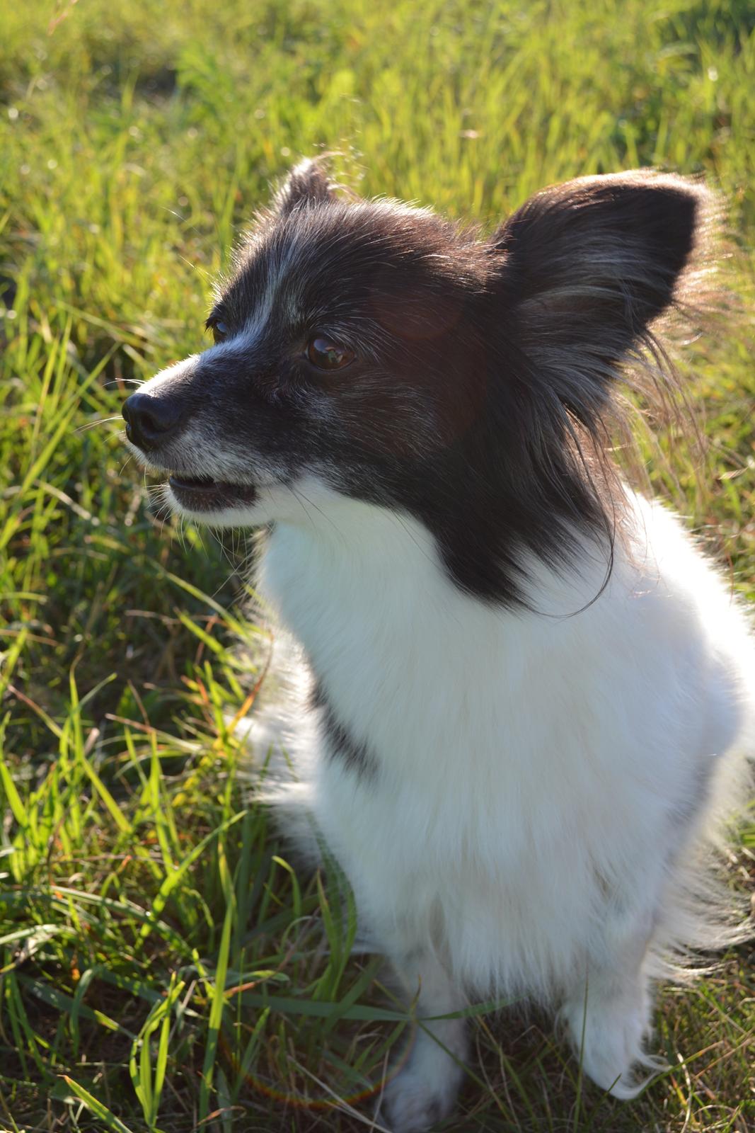 Blanding af racer Olivia - 6 år billede 4