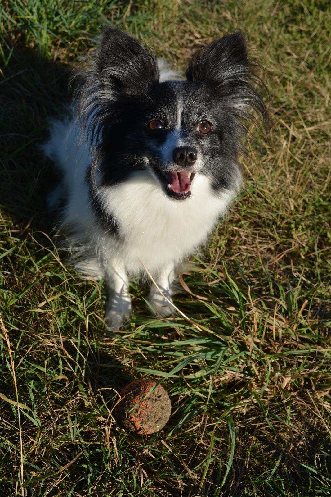 Blanding af racer Olivia - 6 år billede 5