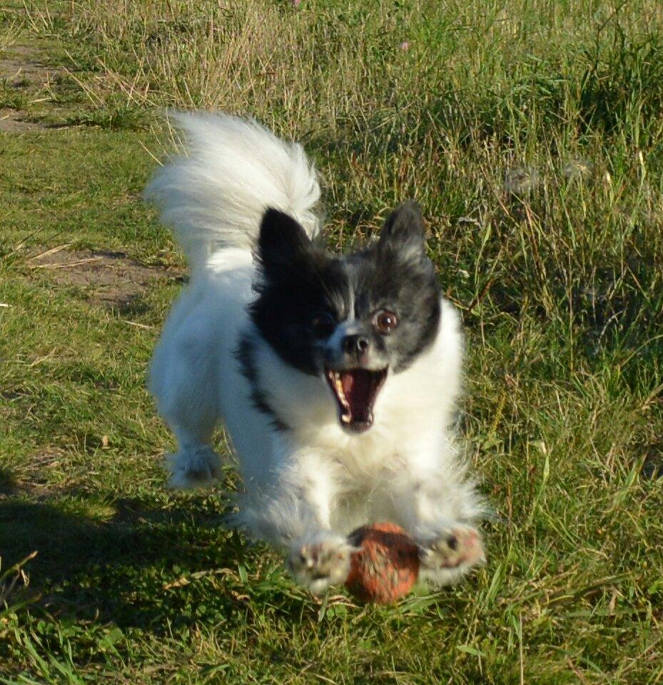 Blanding af racer Olivia - 6 år billede 6