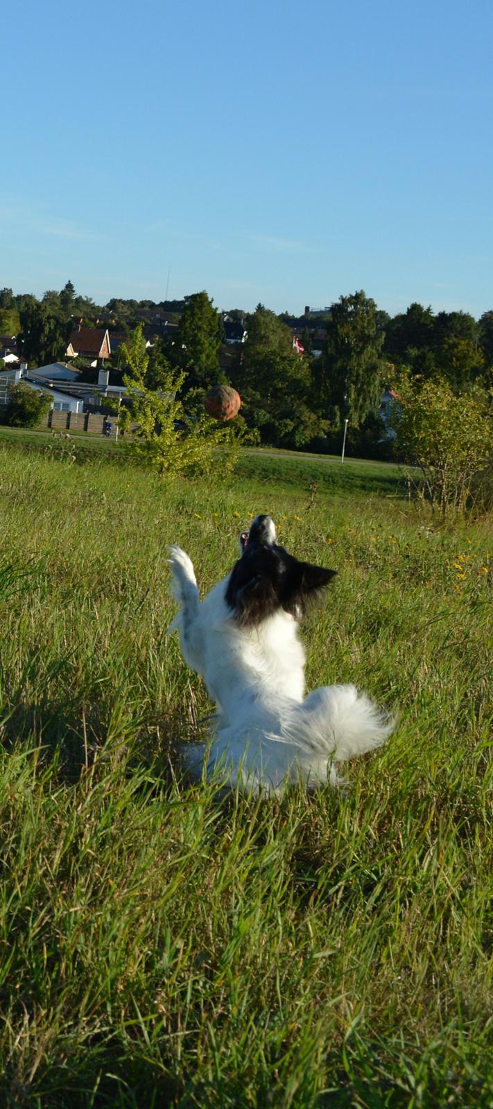 Blanding af racer Olivia - 6 år billede 7
