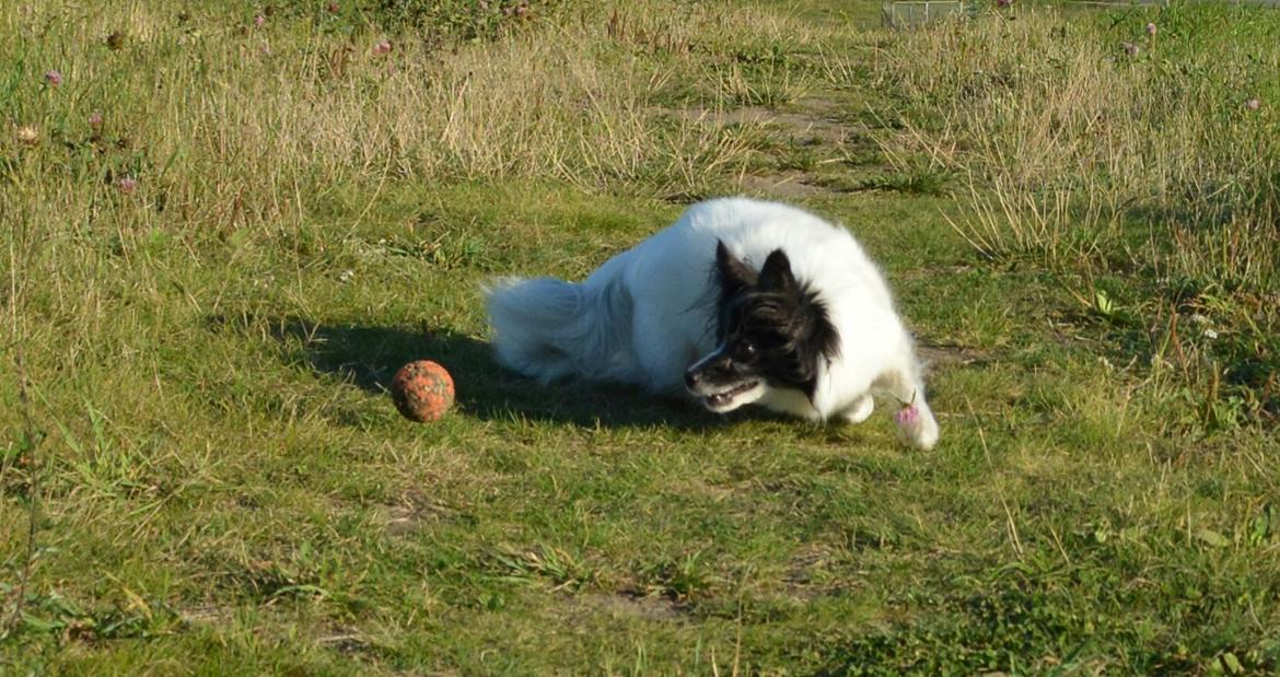 Blanding af racer Olivia - 6 år billede 8