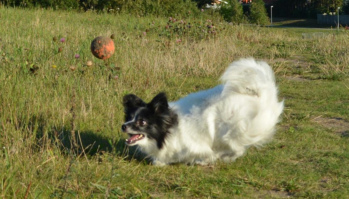 Blanding af racer Olivia - 6 år billede 9