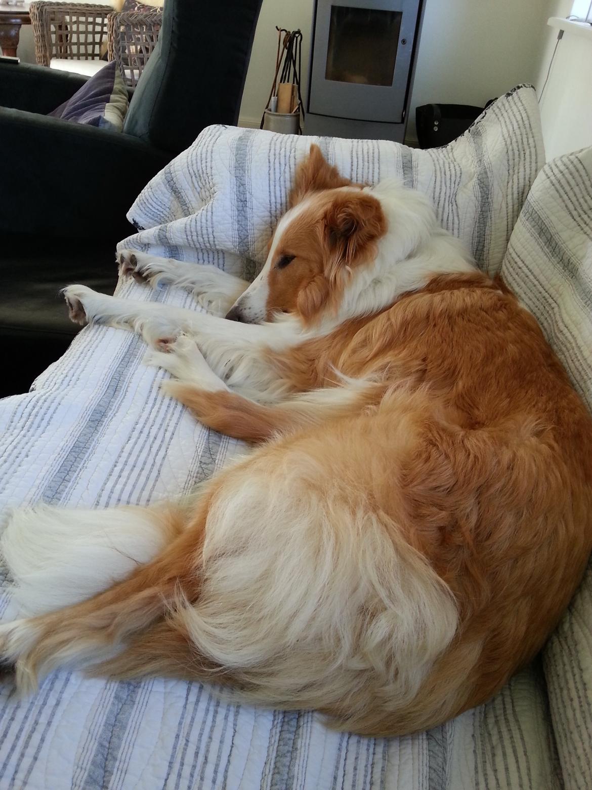 Collie langhåret Lassie billede 6