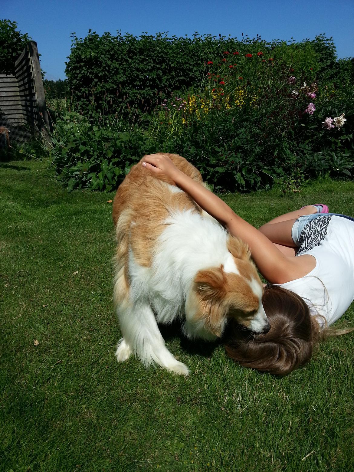 Collie langhåret Lassie billede 4