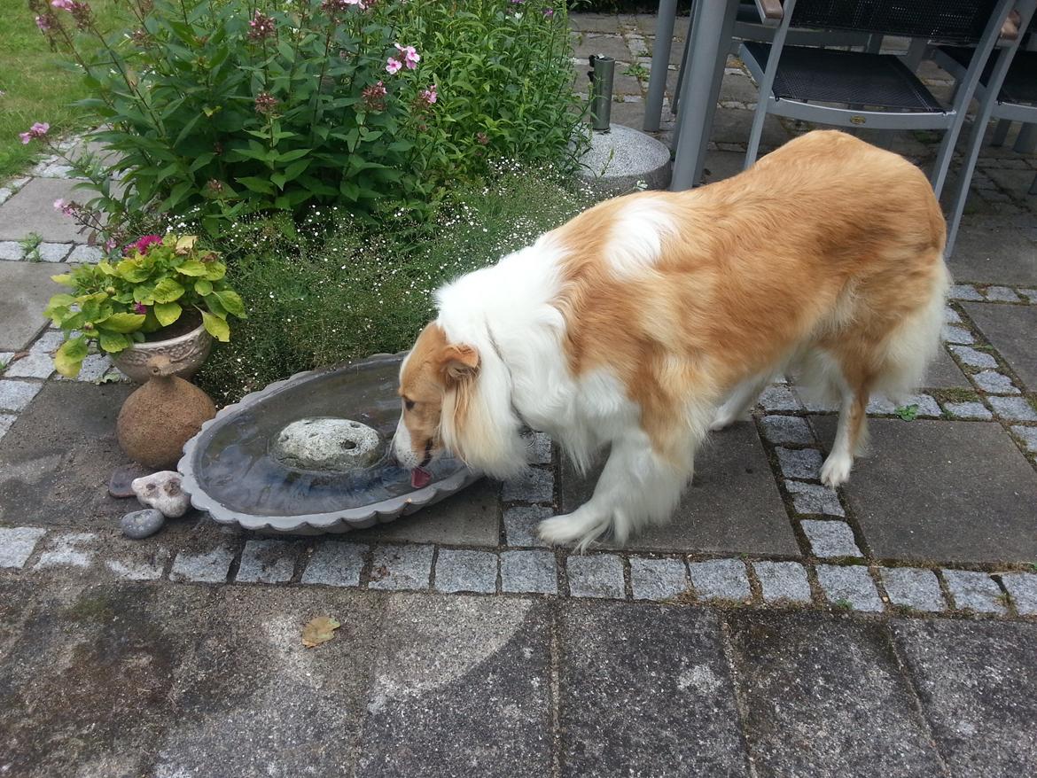 Collie langhåret Lassie billede 3