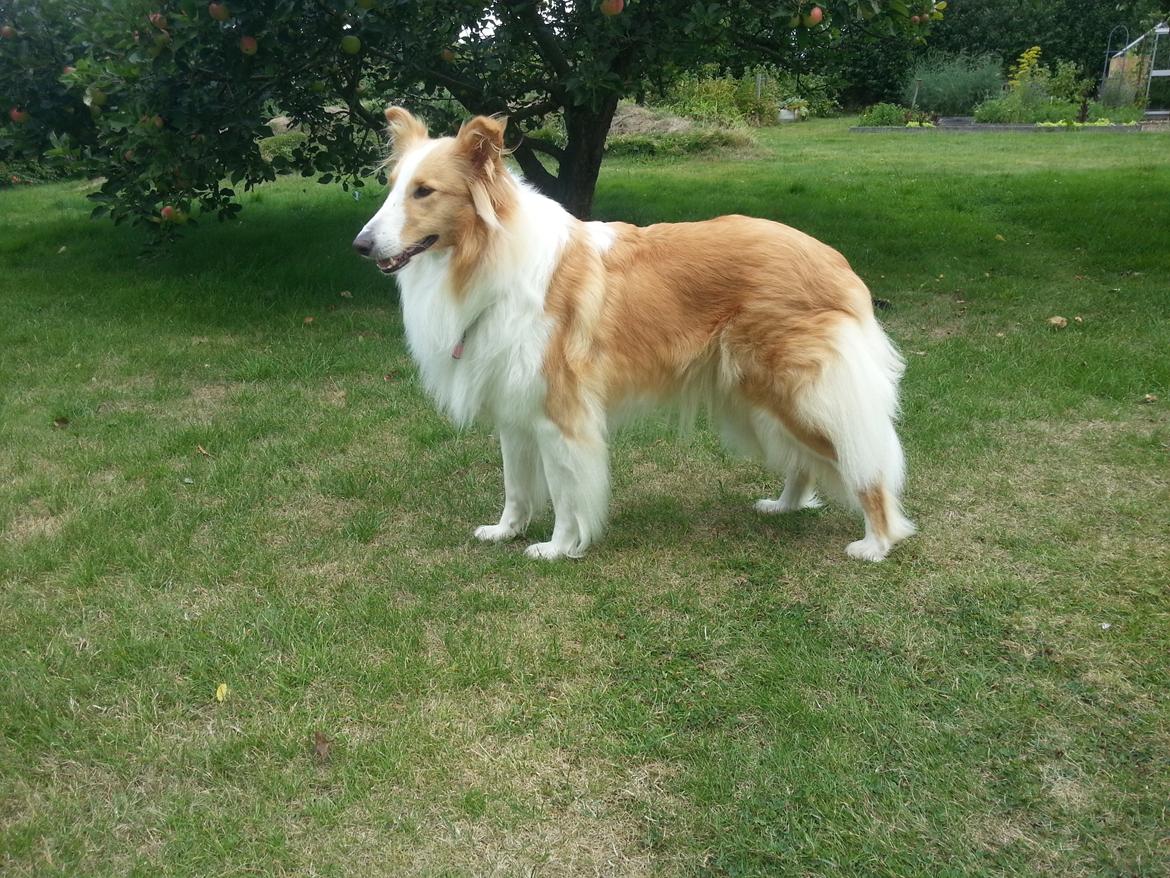 Collie langhåret Lassie billede 1