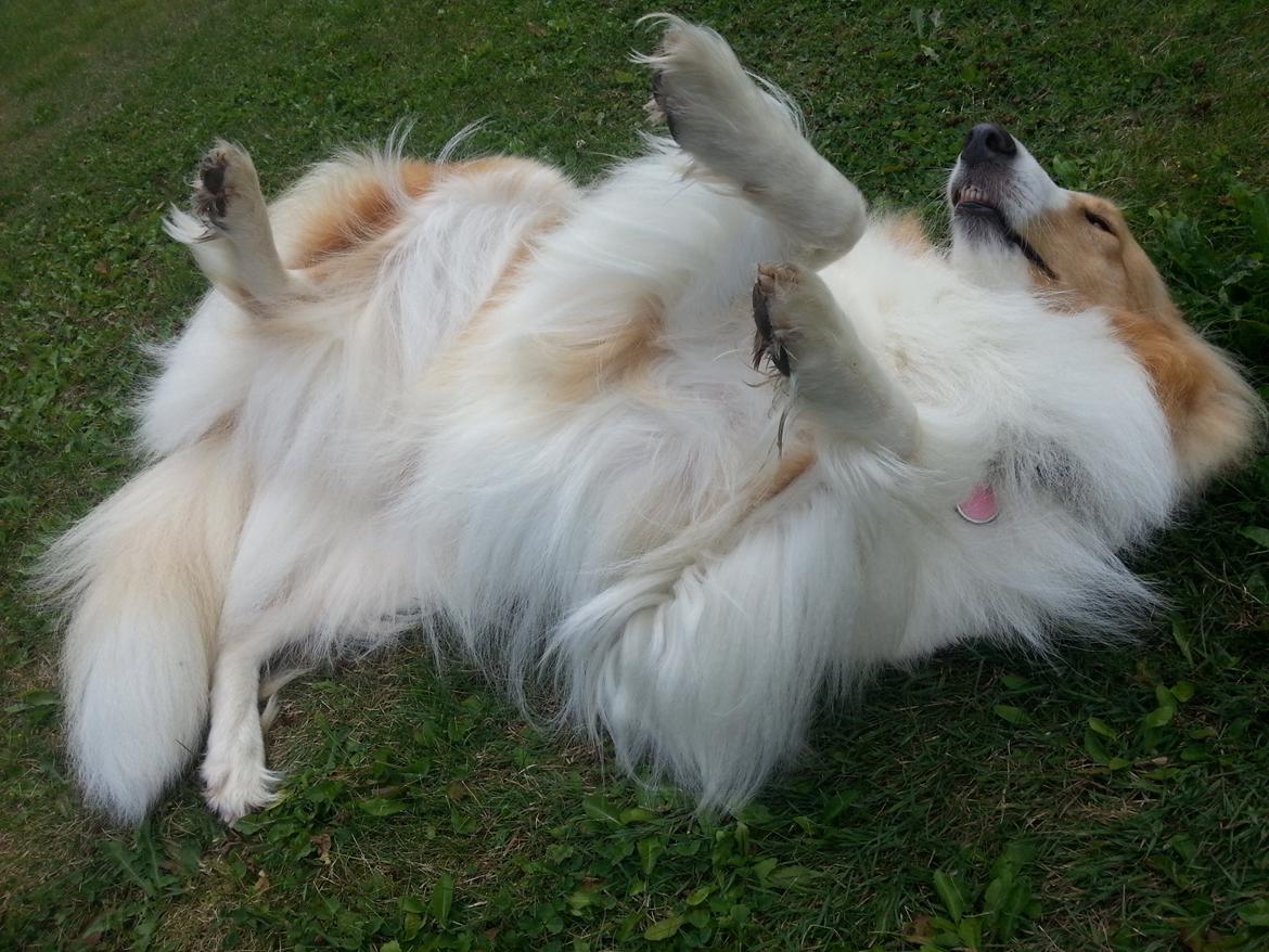 Collie langhåret Lassie billede 5