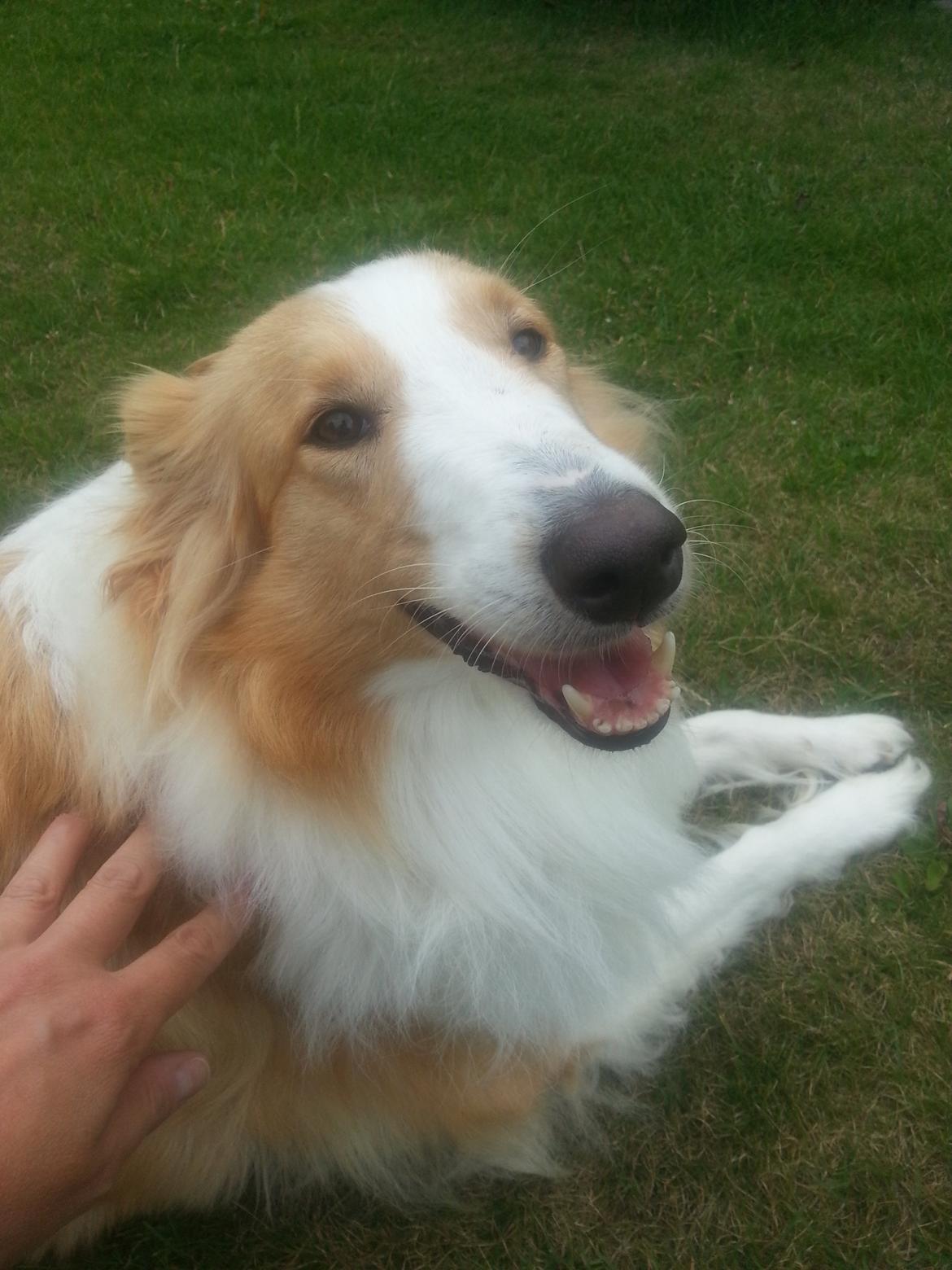 Collie langhåret Lassie billede 2