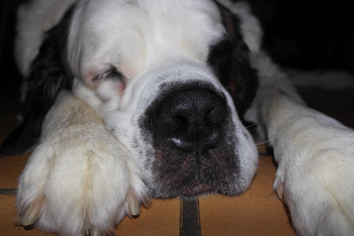 Sankt bernhardshund Alma billede 1