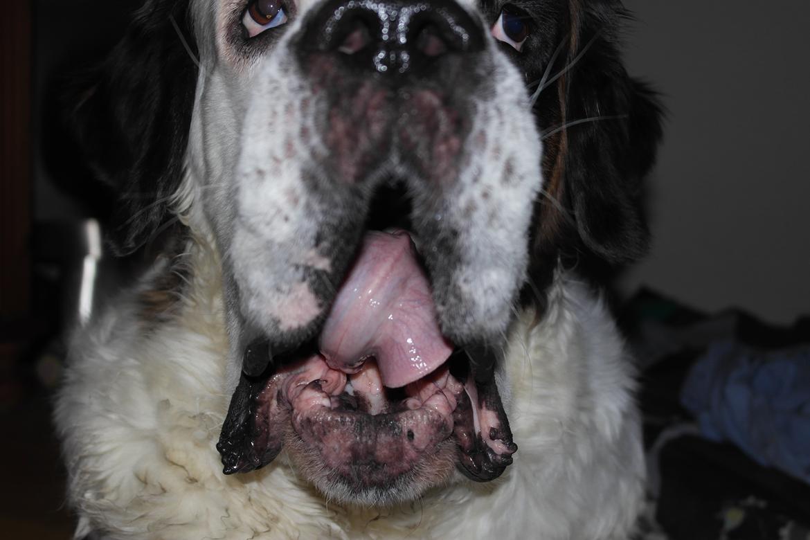 Sankt bernhardshund Alma billede 2