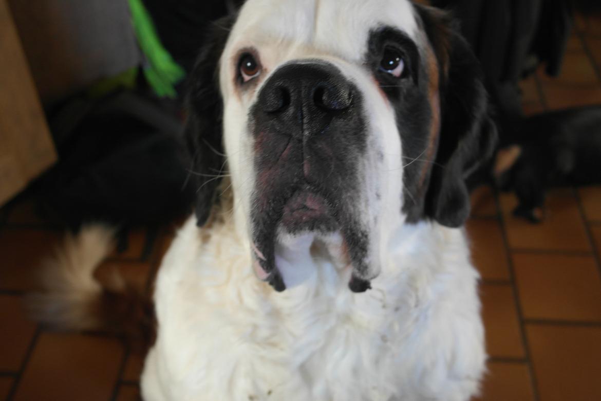 Sankt bernhardshund Alma billede 3