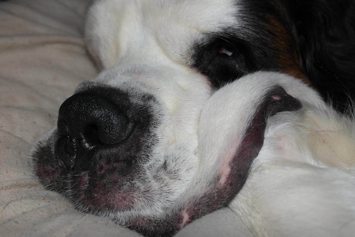 Sankt bernhardshund Alma billede 4