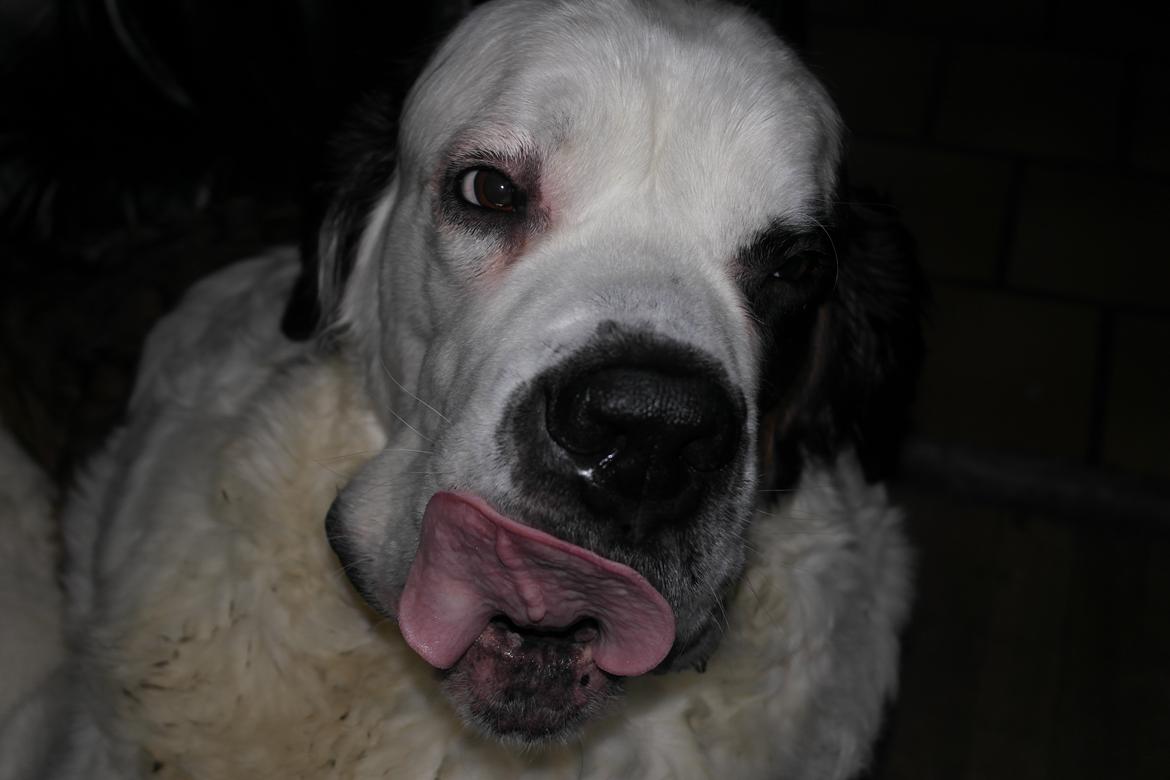 Sankt bernhardshund Alma billede 5