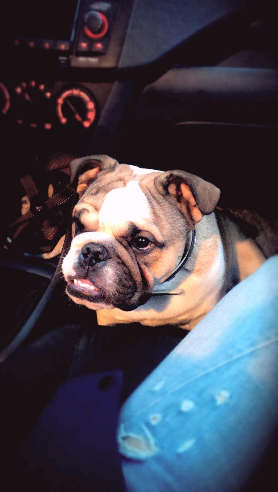 Engelsk bulldog Tyson billede 1