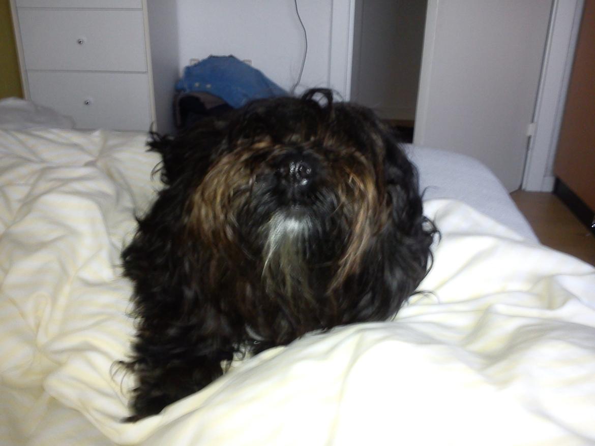 Tibetansk terrier Coco billede 1