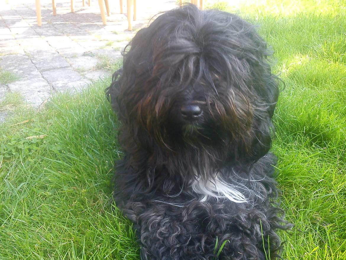Tibetansk terrier Coco billede 2