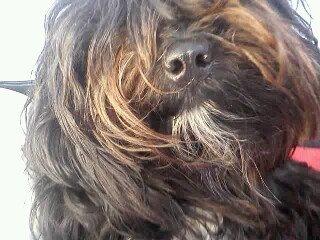 Tibetansk terrier Coco billede 3