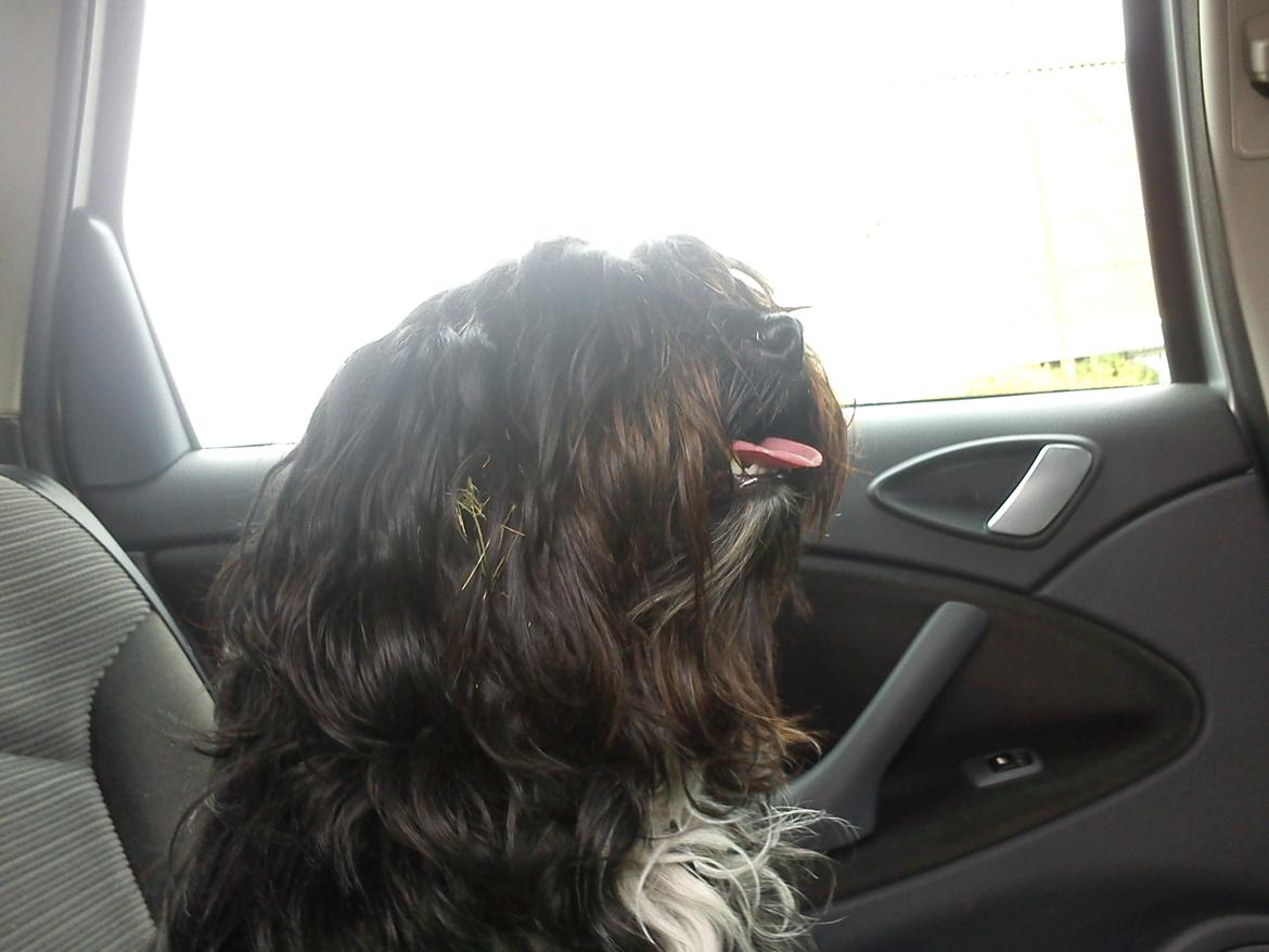 Tibetansk terrier Coco billede 4