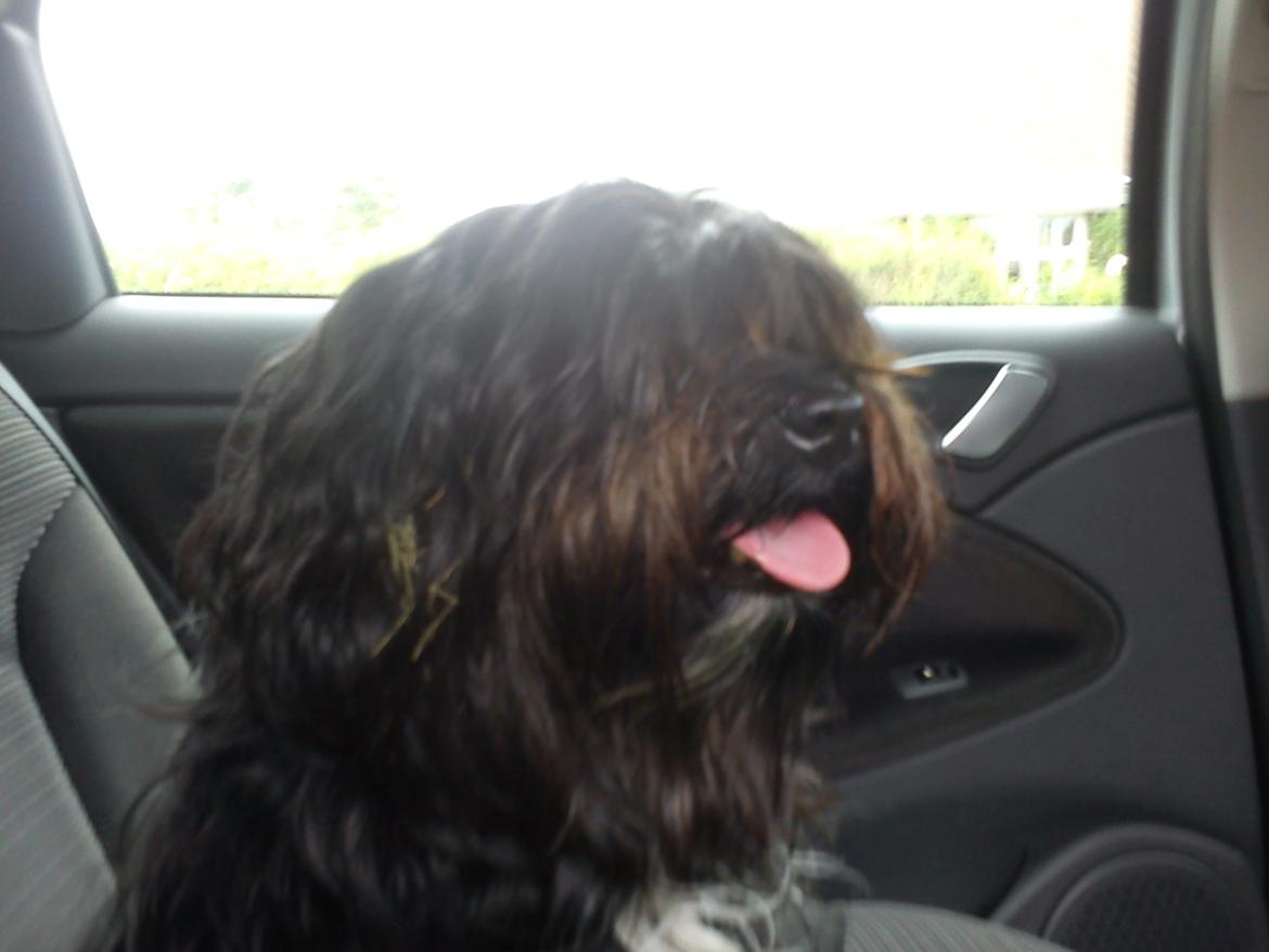 Tibetansk terrier Coco billede 5