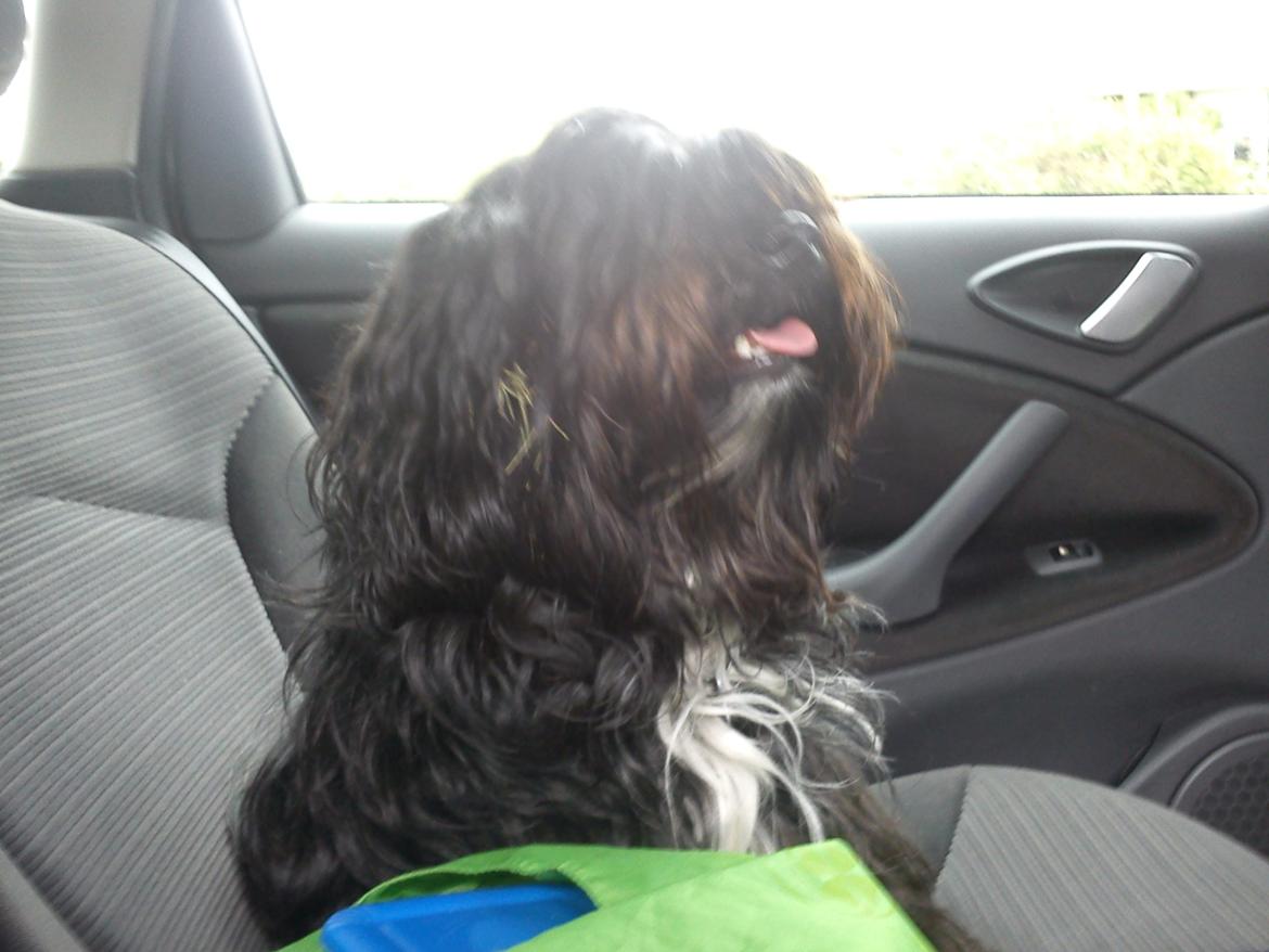 Tibetansk terrier Coco billede 6