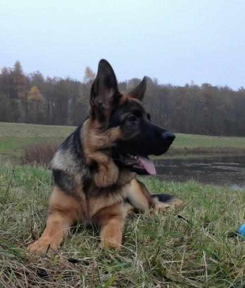 Schæferhund Kenzo billede 4