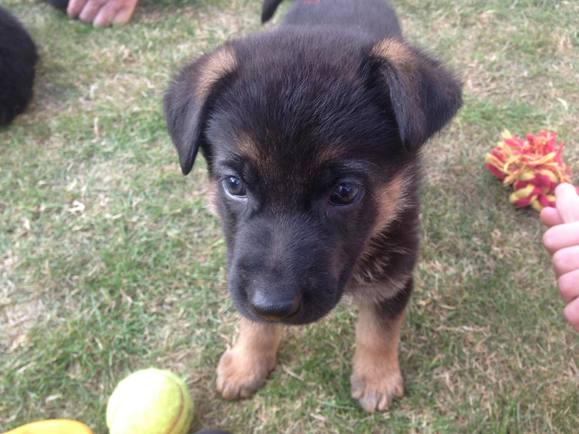 Schæferhund Kenzo billede 5