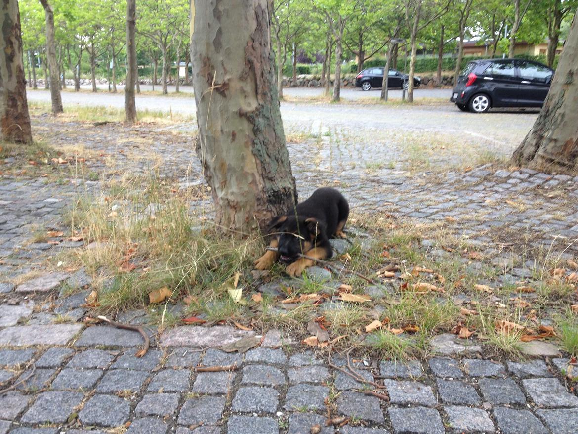 Schæferhund Kenzo billede 6