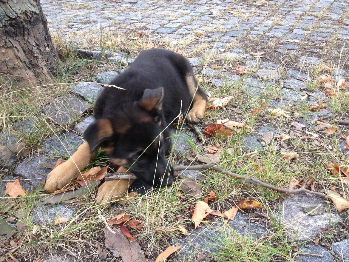 Schæferhund Kenzo billede 7