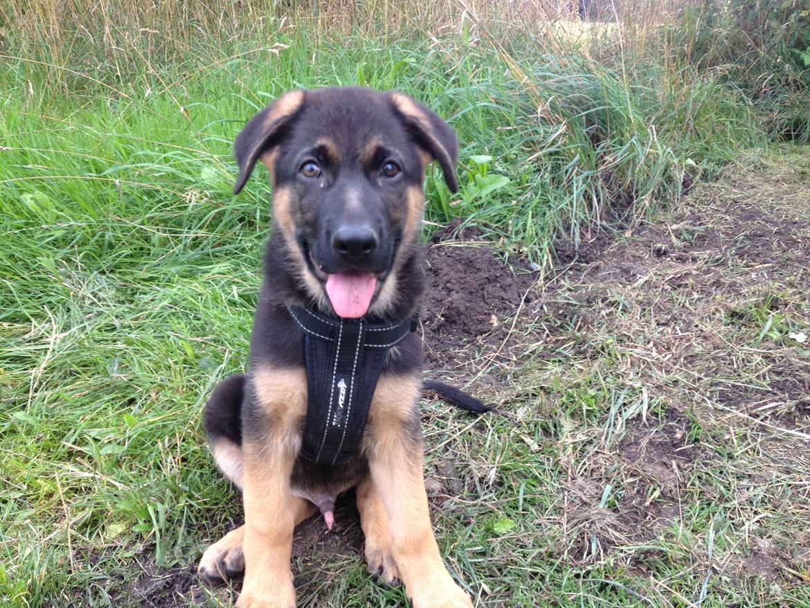 Schæferhund Kenzo billede 8